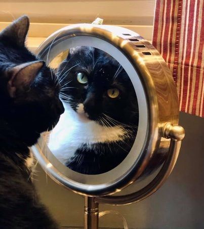 a black and white cat looking at herself in a mirror
