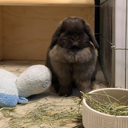 a rabbit in its habitat
